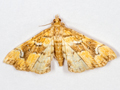Musotima nitidalis